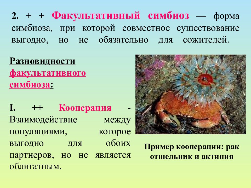 Виды симбиотических организмов. Симбиоз примеры. Факультативный симбиоз. Симбиоз между растениями и животными. Кооперация симбиоз.