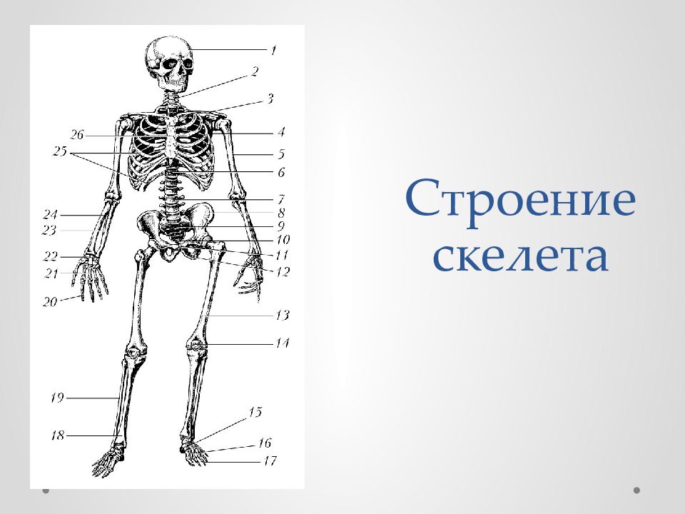 Задания по скелету. Строение скелета человека схема. Рис 13 скелет человека спереди. Скелет человека строение для детей. Доклад на тему скелет человека.