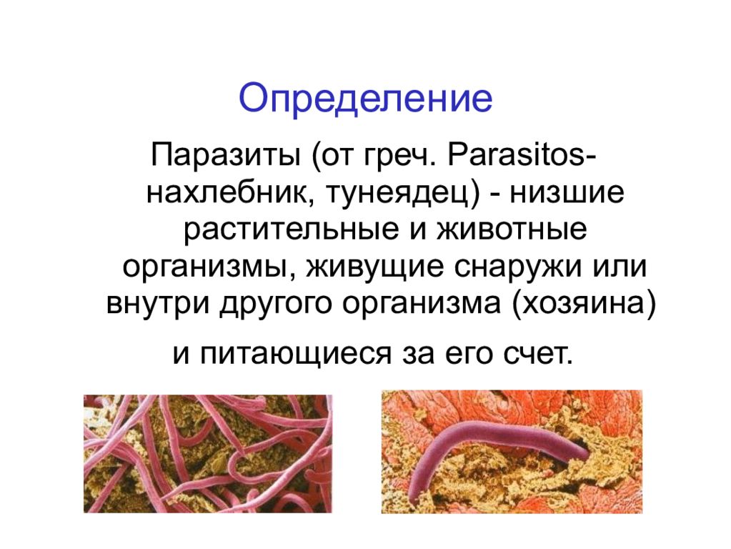 Организм живущий внутри другого организма. Организмы живущие внутри других организмов. Организмы обитающие внутри другого организма. Организмы питающиеся за счет других организмов.