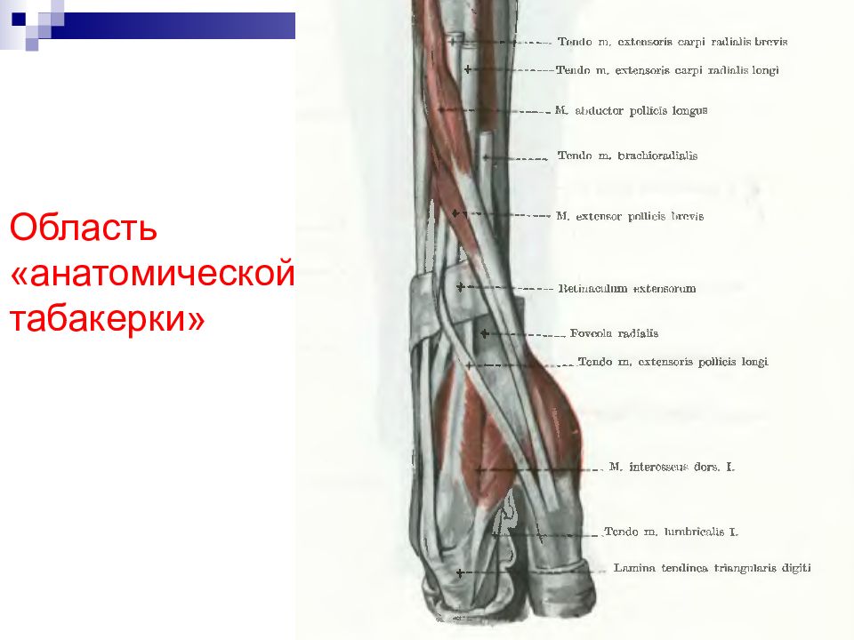 Анатомическая Табакерка кисти топографическая анатомия. Лучевая ямка анатомическая Табакерка. Сухожилия кисти анатомическая Табакерка. Лучевая артерия в анатомической табакерке.