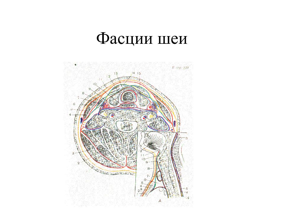 Хирургическая анатомия артериальных стволов и фасций. Топография фасций шеи. Топографическая анатомия шеи фасции шеи. Фасции шеи топографическая анатомия. Фасции и клетчаточные пространства шеи схема.