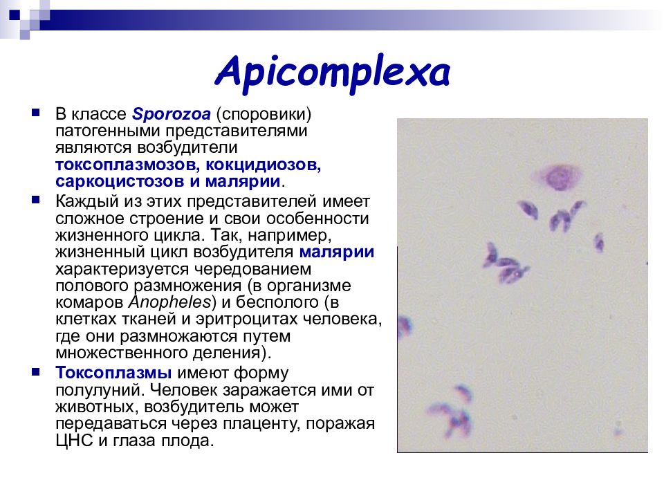 Систематика токсоплазмы. Представители класса Sporozoa (Споровики).. Споровики возбудители малярии. Споровики морфология. Токсоплазмоз морфология возбудителя.