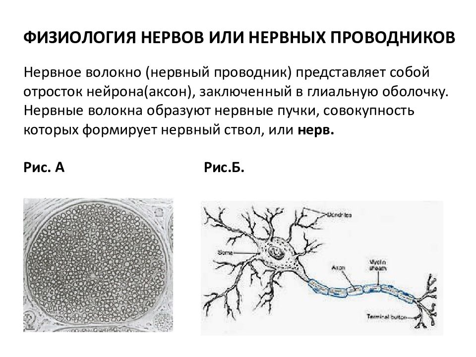 Волокна нейронов. Нервные волокна физиология. Физиология нервов и нервных волокон. Строение нервных волокон физиология. Проводимость физиология нервные волокна.