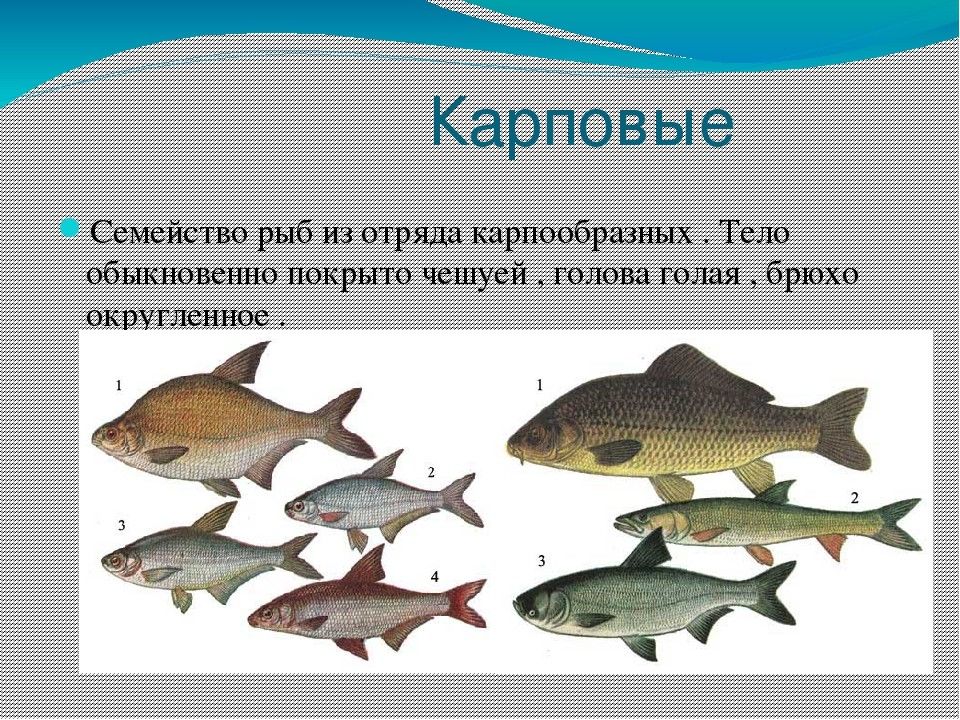 Карп из семейства карповых рыб - Fishing In