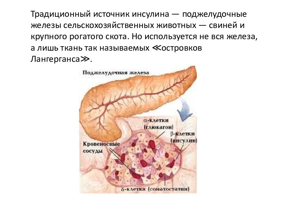 Поджелудочная свиньи