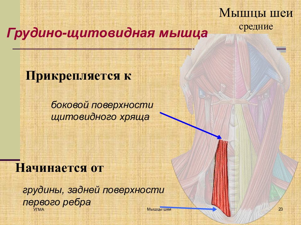 Грудино. Грудиннощитовмдная мышца. Орудиношитовидная мышца. Грудная щитовидная мышцы. Грудинощитоавидная мышца шеи.