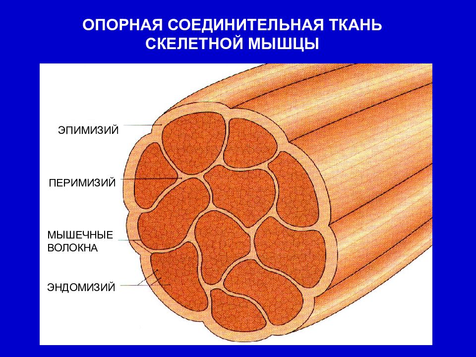 Соединительная оболочка. Эндомизий перимизий эпимизий. Соединительнотканная оболочка мышечных волокон. Скелетная мышечная ткань эндомизий перимизий эпимизий. Эндомизий скелетной мышцы.