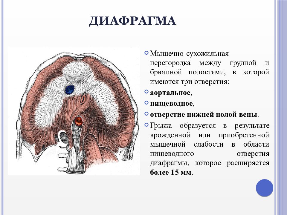 Грыжи пищеводного отверстия диафрагмы презентация по хирургии