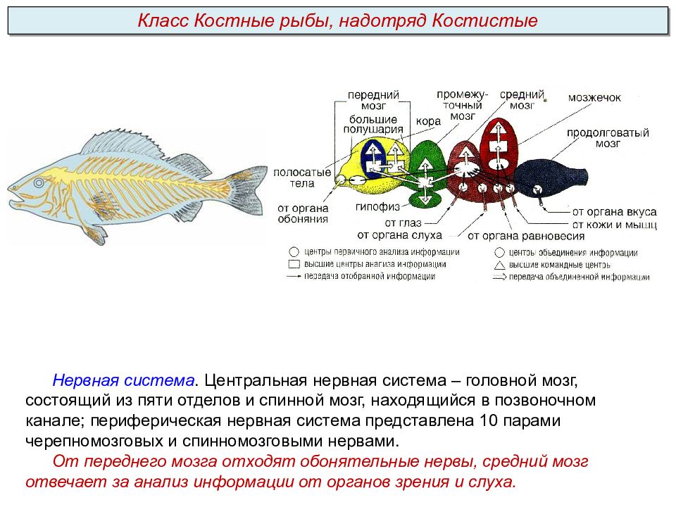 Размер мозга рыбы
