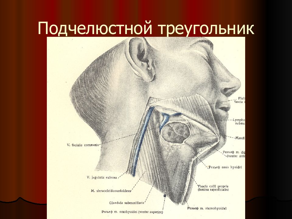 Стенки поднижнечелюстного треугольника