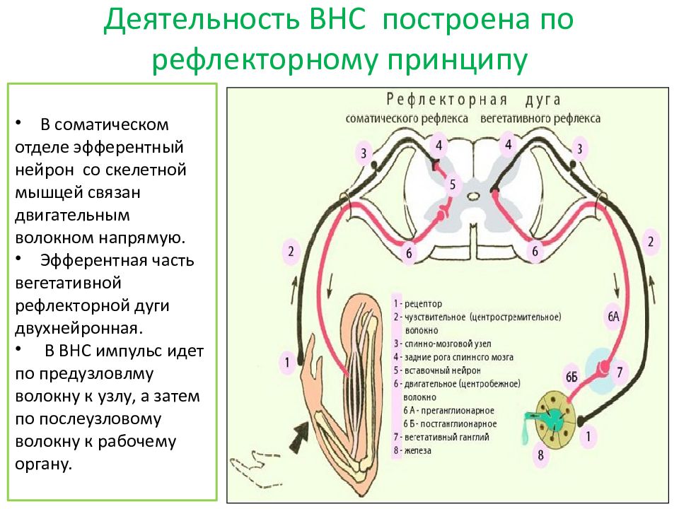 Дуги вегетативной нервной системы. Рефлекторная дуга соматического и вегетативного рефлекса. Сравнение вегетативных и соматических рефлекторных дуг. Эфферентный путь вегетативного рефлекса. Отличие соматической рефлекторной дуги от вегетативной.