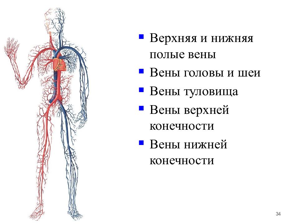 Нижняя полая вена картинки