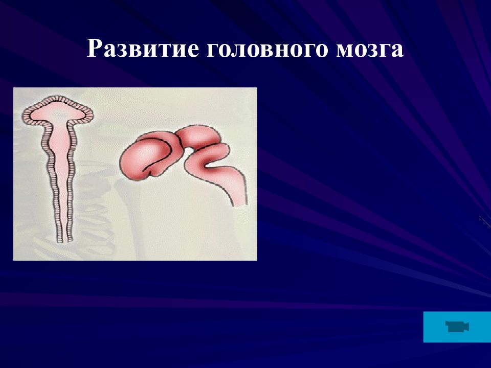 Развитие головного мозга презентация