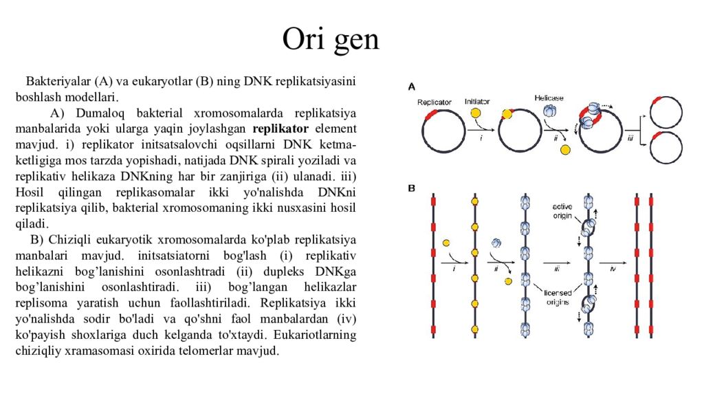 DNK ning tuzilishi va DNK replikatsiyasi Ori gen