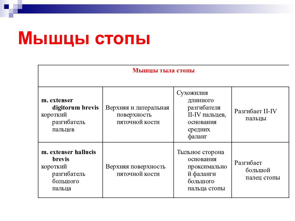 Мышцы таблица. Мышцы стопы функции таблица. Функции мышц нижних конечностей таблица. Мышцы нижних конечностей анатомия таблица.