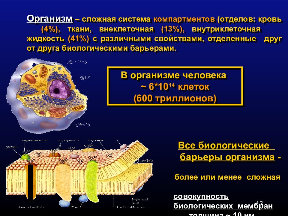 Примеры внеклеточных организмов. Триллионов клеток в организме человека. Внутриклеточная и внеклеточная жидкость. Жидкостные КОМПАРТМЕНТЫ организма. Внутриклеточная среда.