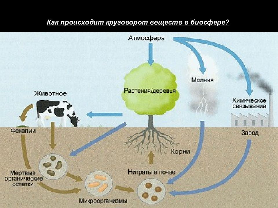 Биосфера круговорот веществ в биосфере презентация