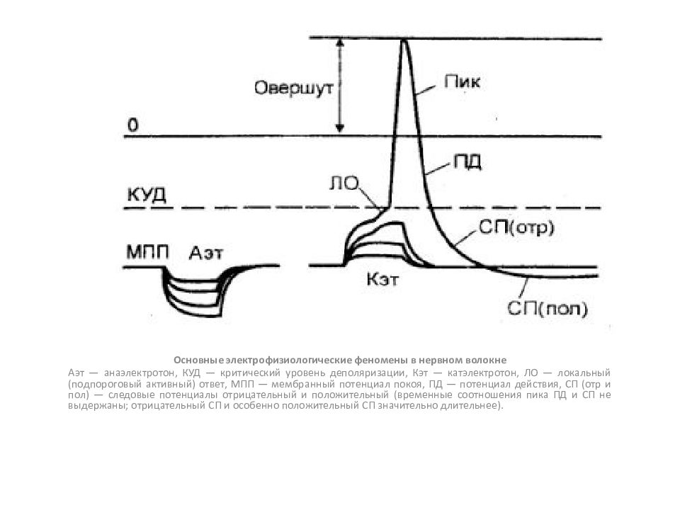 Локальный ответ. Критический уровень деполяризации нервного волокна. Локальный ответ критический уровень деполяризации. Катэлектротон физиология. Изменение мембранного потенциала при действии постоянного тока.