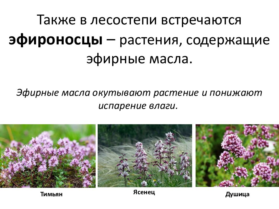 Классификация лрс содержащего эфирные масла. Лекарственные растения оренбургской области. Чабрец лекарственное растение. Трава душицы лрс. Растения содержащие эфирные масла.