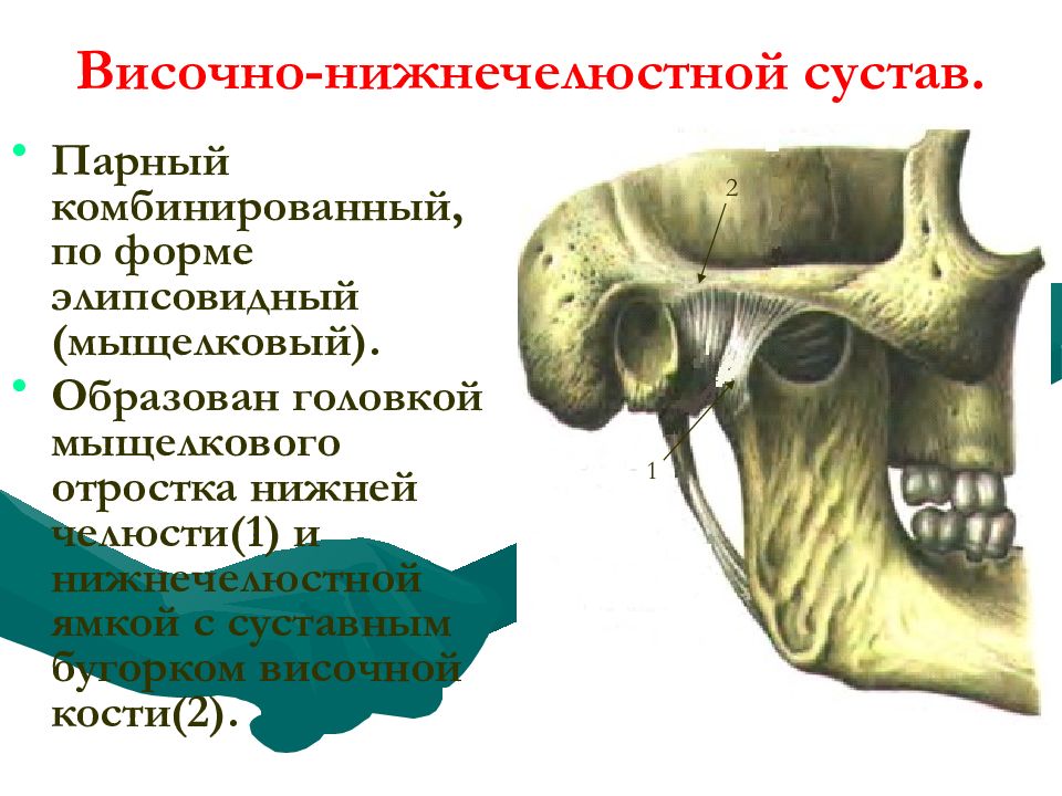Нижняя челюсть с черепом подвижные. Нижнечелюстная ямка ВНЧС. Череп суставная ямка височной кости. Височно-нижнечелюстной сустав, articulatio temporomandibularis. Суставная ямка височно-нижнечелюстного сустава.