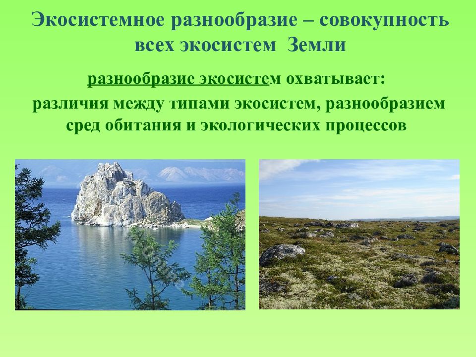 Уровни видового разнообразия. Прибайкальский национальный парк Прибайкальский национальный парк. Территория Прибайкальского национального парка. Национальные парки это определение. Прибайкальский национальный парк презентация.