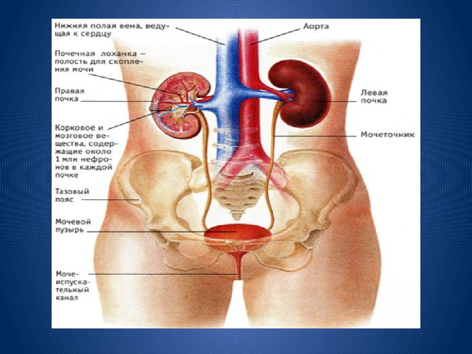 Внутренние органы женщины схема расположения внизу живота у женщин