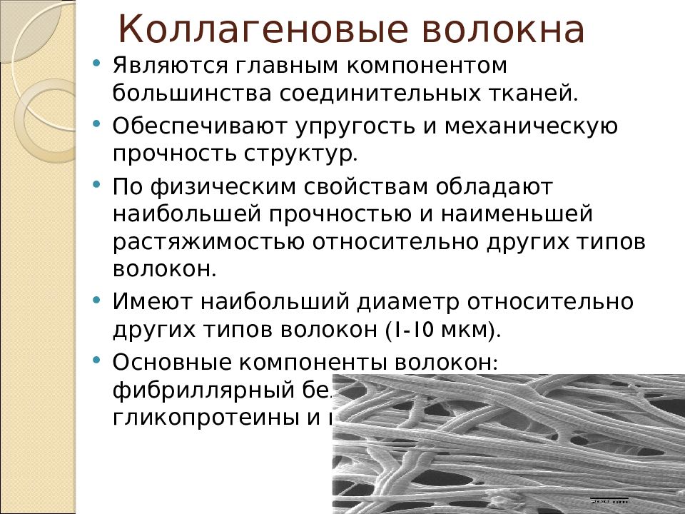 Коллагеновые волокна картинка