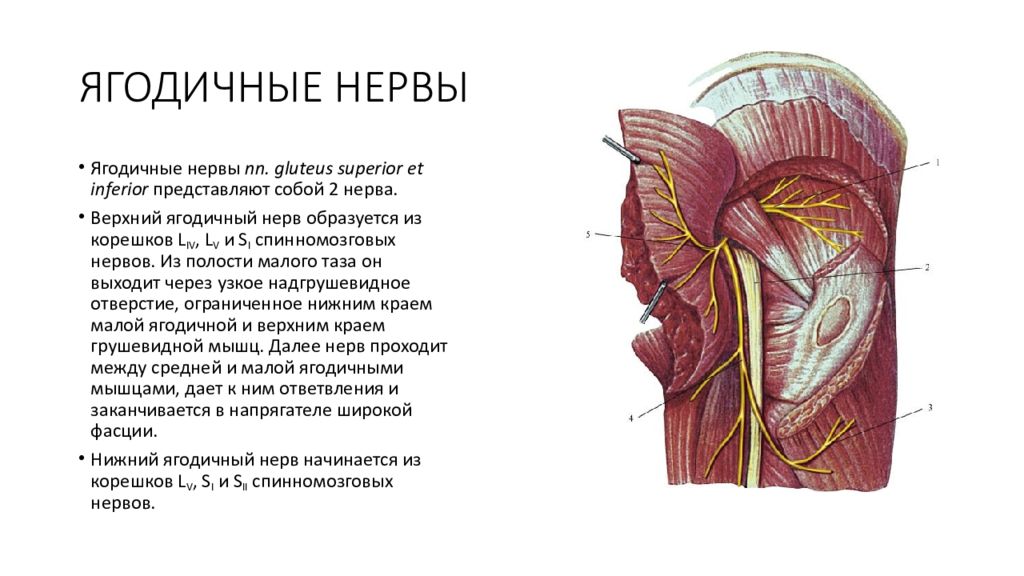 Ягодичная область. Верхний ягодичный сосудистогервный пусек. Верхний ягодичный нерв иннервирует. Верхний ягодичный нерв анатомия. Нижний ягодичный сосудисто-нервный пучок.