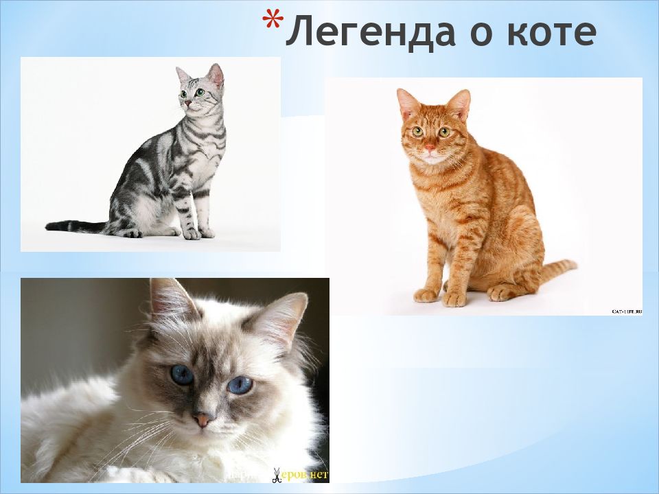 Коты легенды. Легенда о коте. Мифы о котах. Миф о коте.