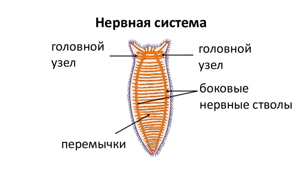 Тип нервной системы плоских. Схема нервной системы плоских червей. Строение нервной системы плоских червей. Тип нервной системы у плоских червей. Нервная система плоских червей.