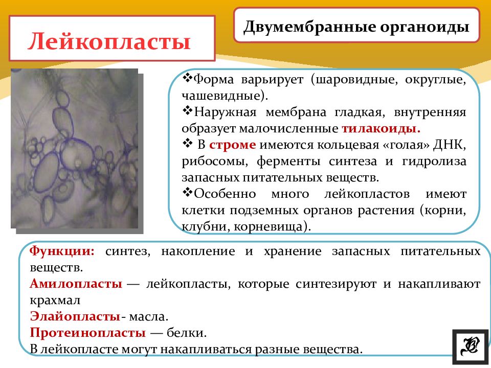 Двумембранные органоиды