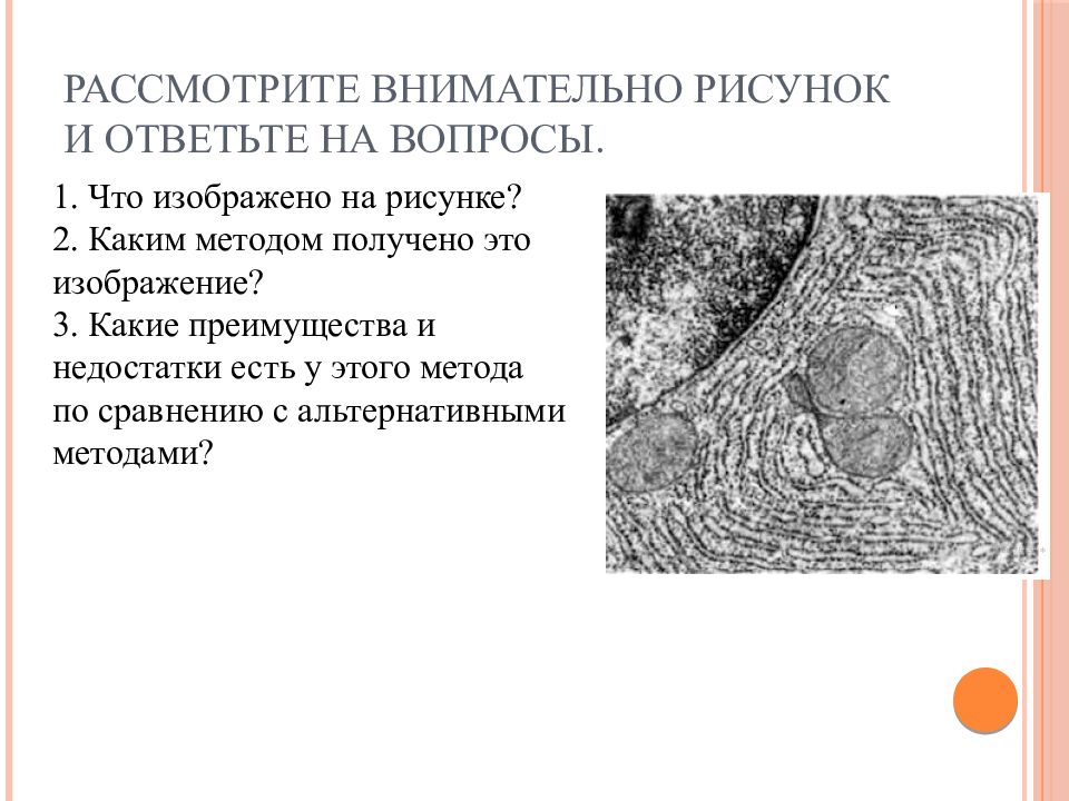 Какой метод биологических исследований был использован для получения изображения на данном рисунке