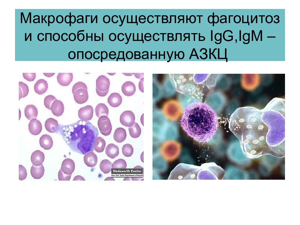 Фагоцитоз осуществляют. Фагоцитоз микрофаги и макрофаги. Макрофаг способен фагоцитировать. Нейтрофил способен фагоцитировать. Фагоцитируются макрофагами это.