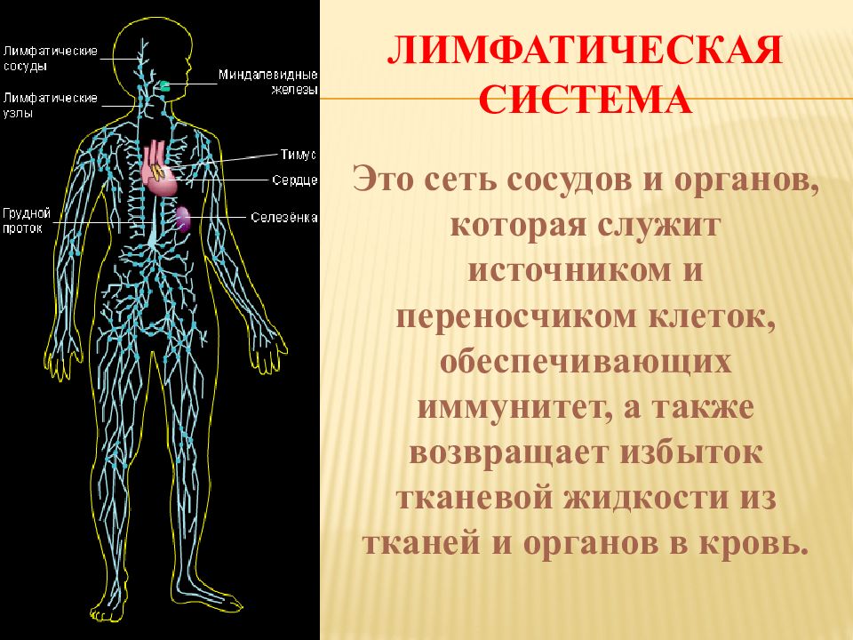 лимфатическая система человека рис 61. система тела характерна для. для здорового организма характерно. конституциональные типы телосложения. состояние термодинамической системы.