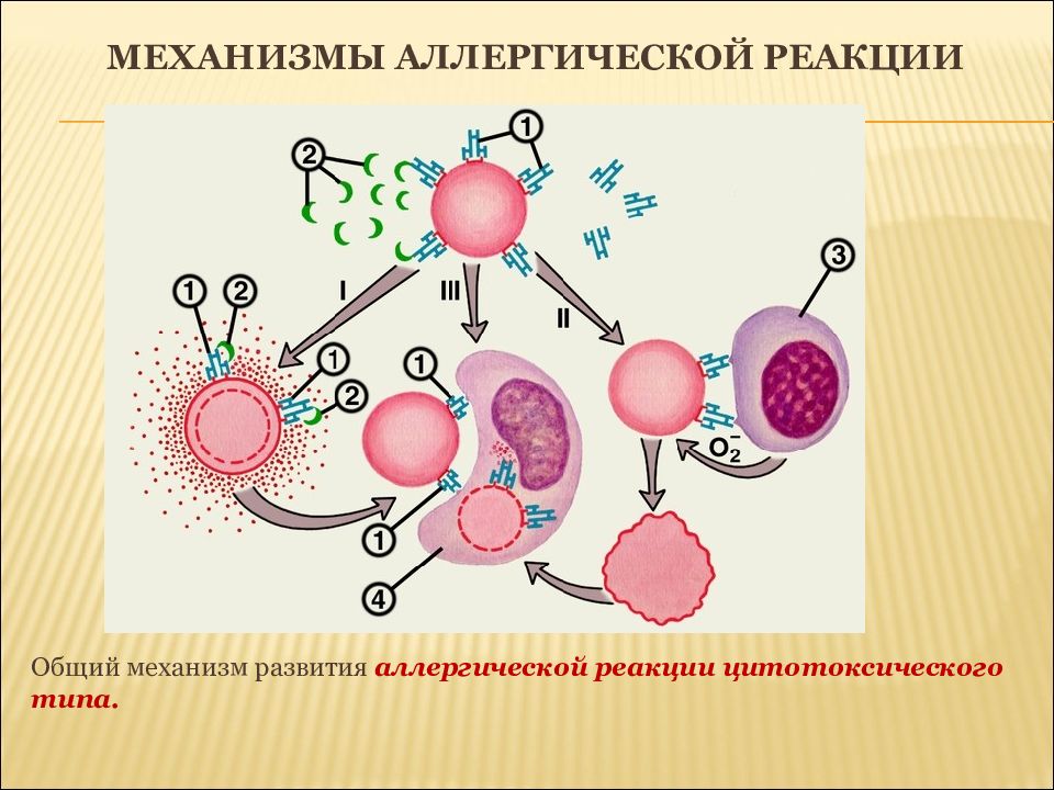 Аллергическая реакция это. Механизм цитотоксического типа аллергии. Механизмы развития цитотоксической аллергической реакции.. Механизм возникновения аллергической реакции. Схема развития аллергии.