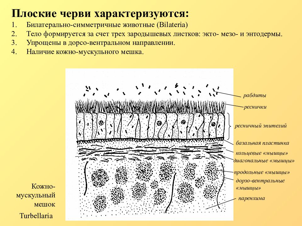 Плоские черви кожно мускульный мешок. Строение кожно мускульного мешка плоских червей. Строение кожно мускульного мешка турбеллярий. Строение кожно мускульного мешка. Кожно мускульный мешочек плоские черви.