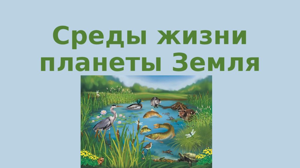 Среды жизни планеты Земля