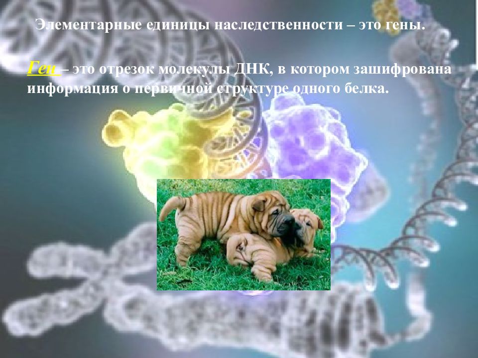 Генетика как отрасль биологической науки 9 класс презентация