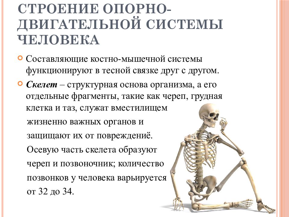 Опорная система. Строение опорно двигательного аппарата скелет. Опорно-двигательная система строение системы. Строение скелета опорно двигательная система. Опорно-двигательный аппарат. Функции скелета..