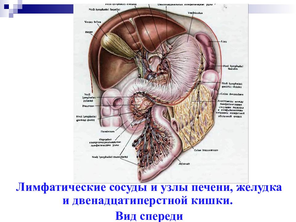 Лимфоотток от печени схема