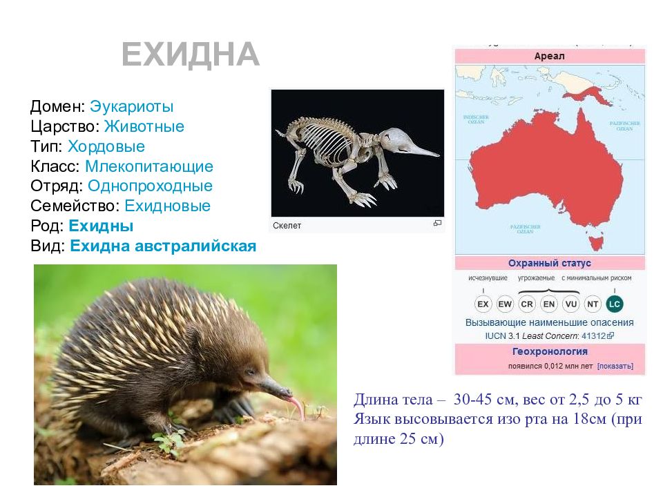 Царство животные хордовые млекопитающие