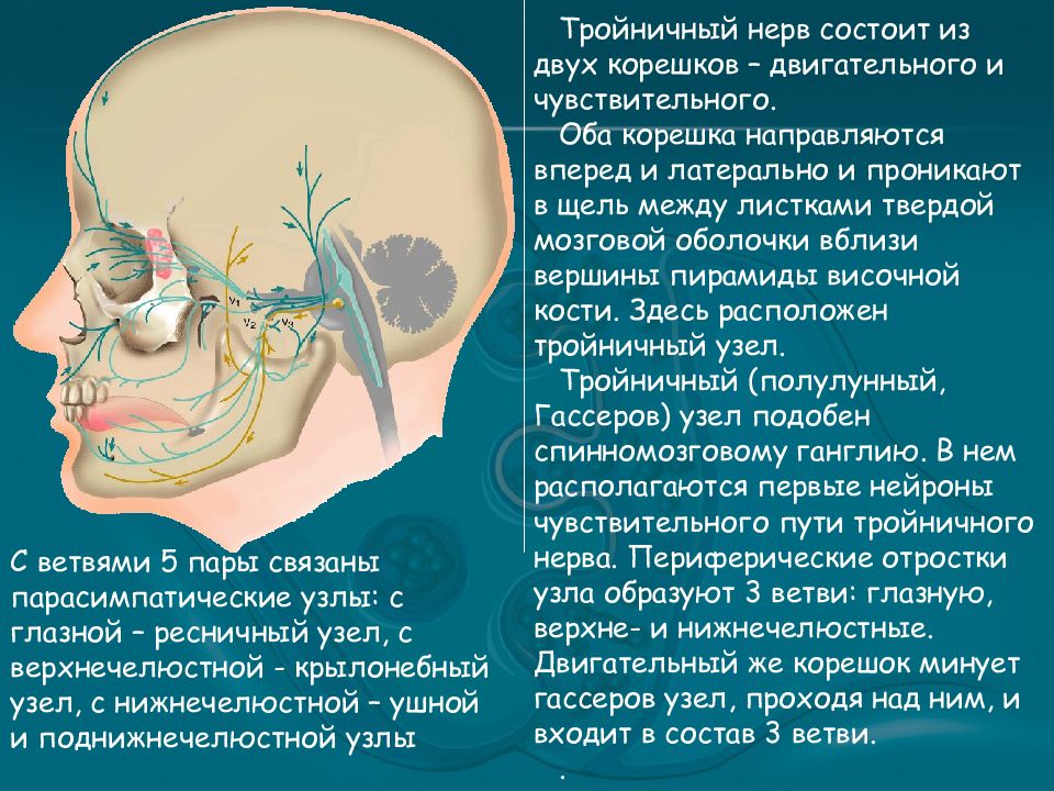 Тройничный нерв неврология презентация