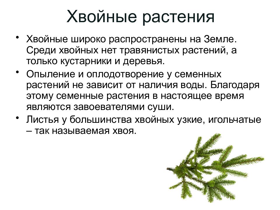 Хвойные растения части растений. Описание хвойных растений. Среди хвойных растений есть травы. Хвойные растения примеры.