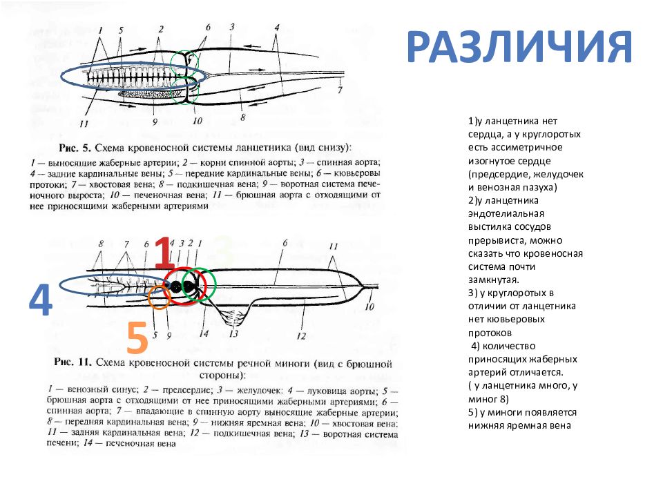 Схема кровеносной системы миноги в цвете