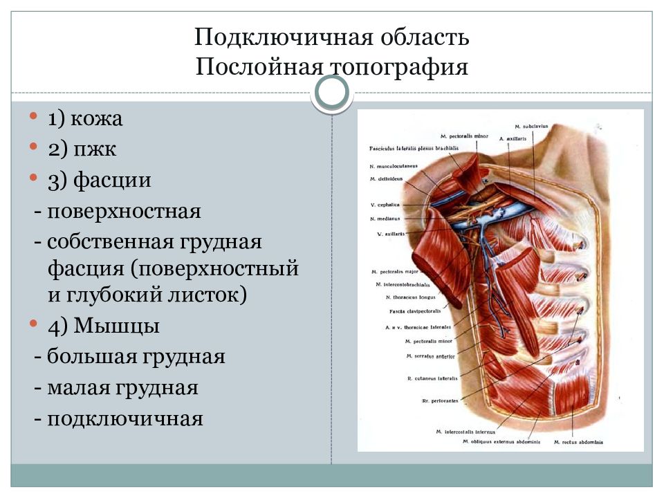 Топографическая анатомия грудной клетки презентация