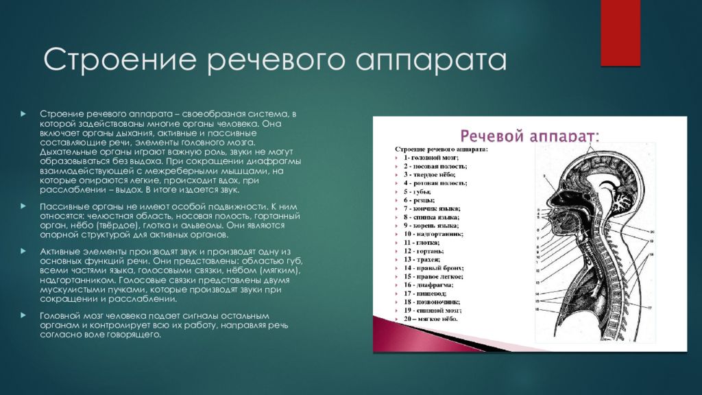 Строение аппарата. Строение речевого аппарата. Мышцы речевого аппарата. Анатомическая структура речевого аппарата. Анатомия речевой системы.