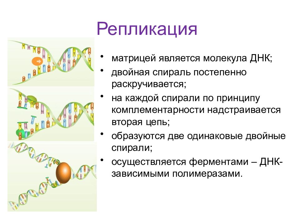 Генетическая информация удвоение днк презентация 10 класс