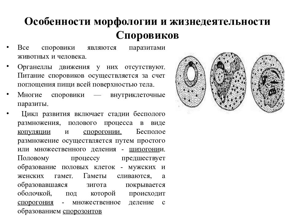 Особенности простейших. Особенности морфологии. Классификация и морфология простейших. Споровики жизнедеятельность. Споровики особенности строения и жизнедеятельности.