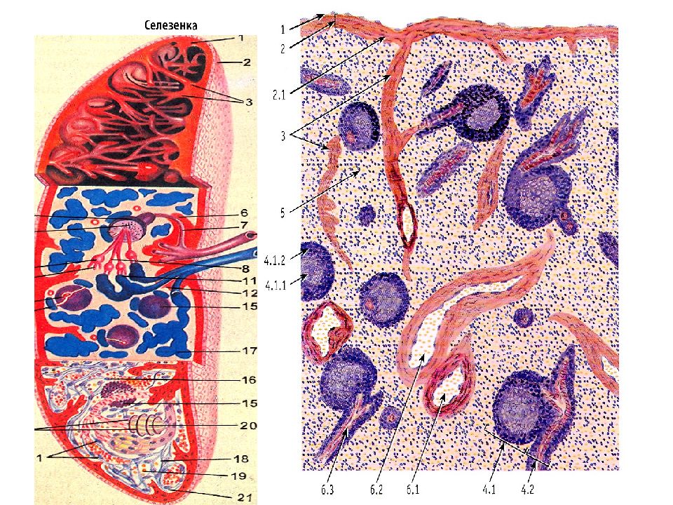 Селезенка гистология препарат рисунок