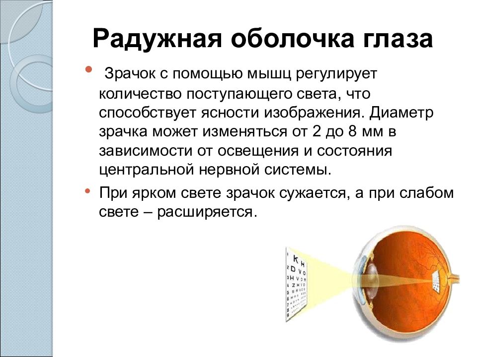 Регулирует количество света проходящего в глаз. Рефракция глаза. Рефракция это в офтальмологии. Понятие о рефракции и аккомодации. Рефракция и аккомодация офтальмология.